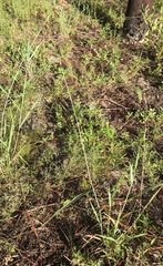 Melinis repens image