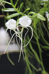 Angraecum germinyanum