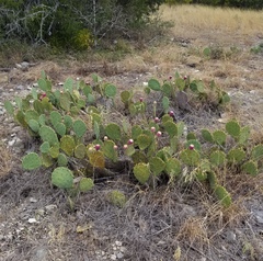 Opuntia pyrocarpa