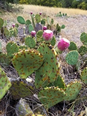 Opuntia pyrocarpa