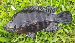 Amphilophus citrinellus