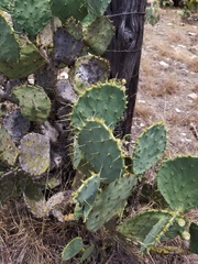Opuntia cacanapa