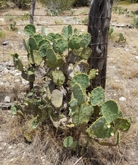 Opuntia cacanapa