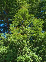 Machilus obovatifolia