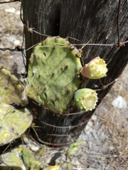 Opuntia cacanapa