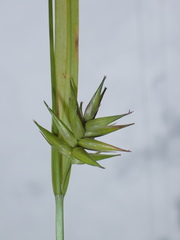 Carex folliculata