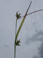 Carex folliculata