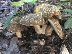 Xanthoconium affine maculosus