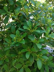 Machilus obovatifolia