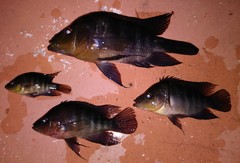 Amphilophus citrinellus