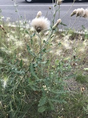 Cirsium arvense