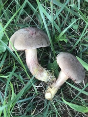 Boletus patrioticus