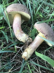 Boletus patrioticus