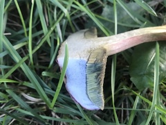 Boletus patrioticus