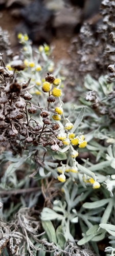 Image of Artemisia argentea by (c) ruifigueira, some rights reserved (CC BY)