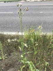 Sonchus arvensis