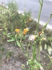Sonchus arvensis