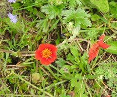 Potentilla ehrenbergiana