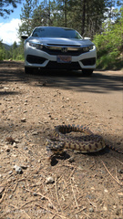 Pituophis catenifer deserticola