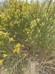 Lepidospartum squamatum