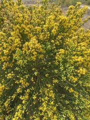 Lepidospartum squamatum