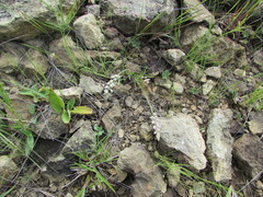 Polygala verticillata