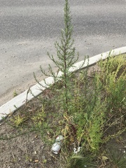 Bassia scoparia