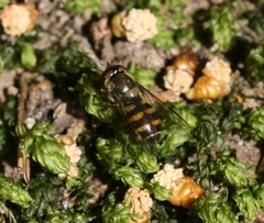 Parasyrphus punctulatus