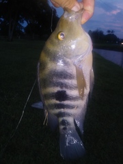 Amphilophus citrinellus