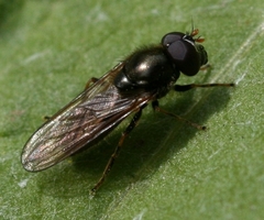 Cheilosia pagana