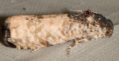 Epiblema obfuscana