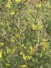Bombus