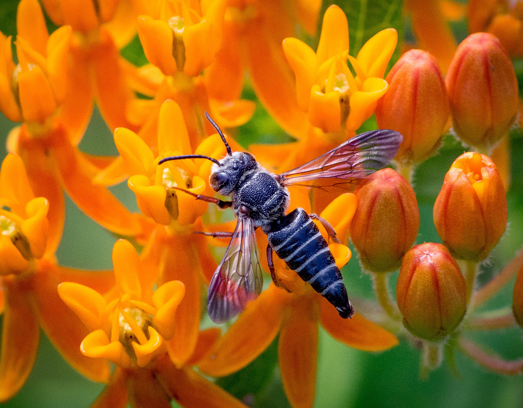 Cyrtocoelioxys