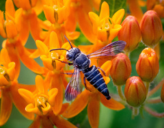 Coelioxys obtusiventris