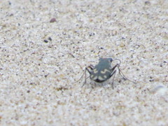 Cicindela senilis