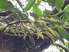 Campylocentrum schiedei