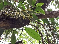 Campylocentrum schiedei