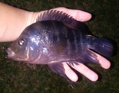 Amphilophus citrinellus