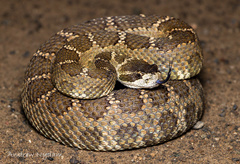 Crotalus oreganus oreganus