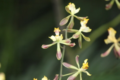 Encyclia alata