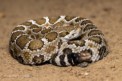 Crotalus oreganus oreganus