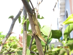 Anolis wellbornae