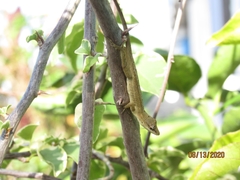 Anolis wellbornae