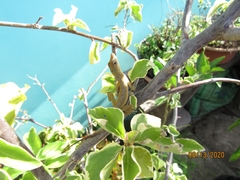 Anolis wellbornae