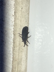 Brachyrhynchus membranaceus