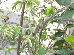 Anolis wellbornae