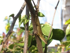 Anolis wellbornae