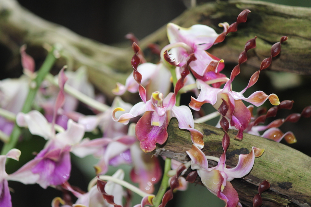 Dendrobium lasianthera J.J.Sm.