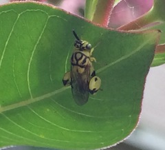 Conura amoena