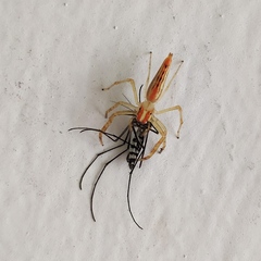 Viciria pavesii